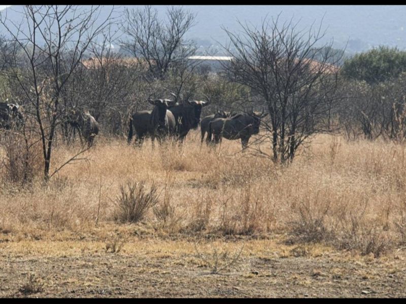 Spacious 1 252 m2 Full Title Stand in La Camargue Private Country Estate - Photo 9
