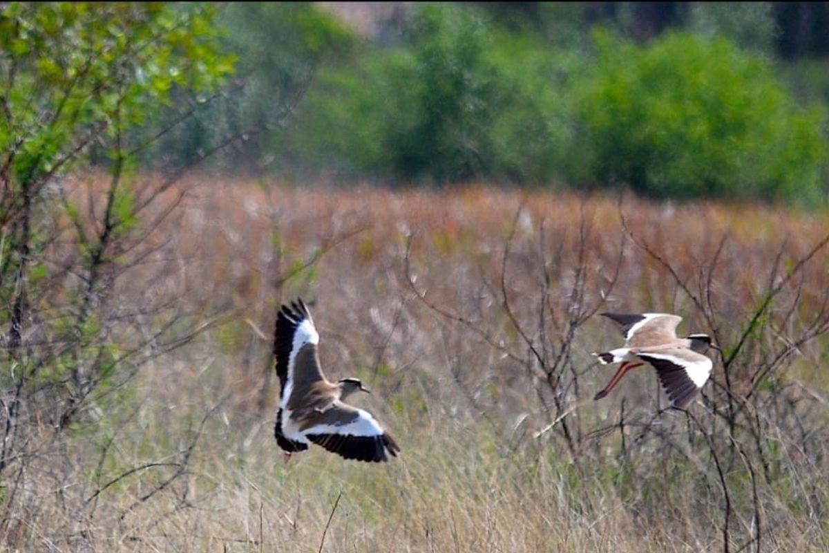 Spacious 1 252 m2 Full Title Stand in La Camargue Private Country Estate - Photo 3