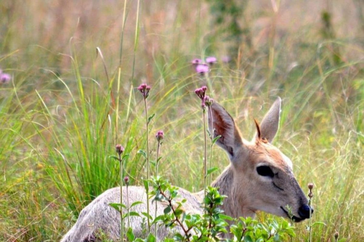 Spacious 1 252 m2 Full Title Stand in La Camargue Private Country Estate - Photo 4
