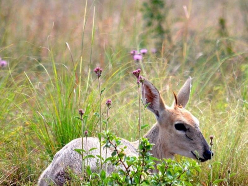 Spacious 1 252 m2 Full Title Stand in La Camargue Private Country Estate - Photo 4