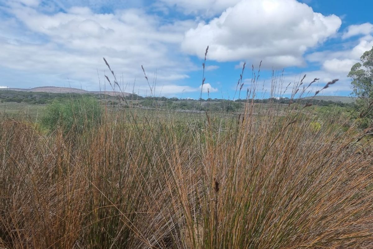 Farm situated in area soon to be developed - Photo 3