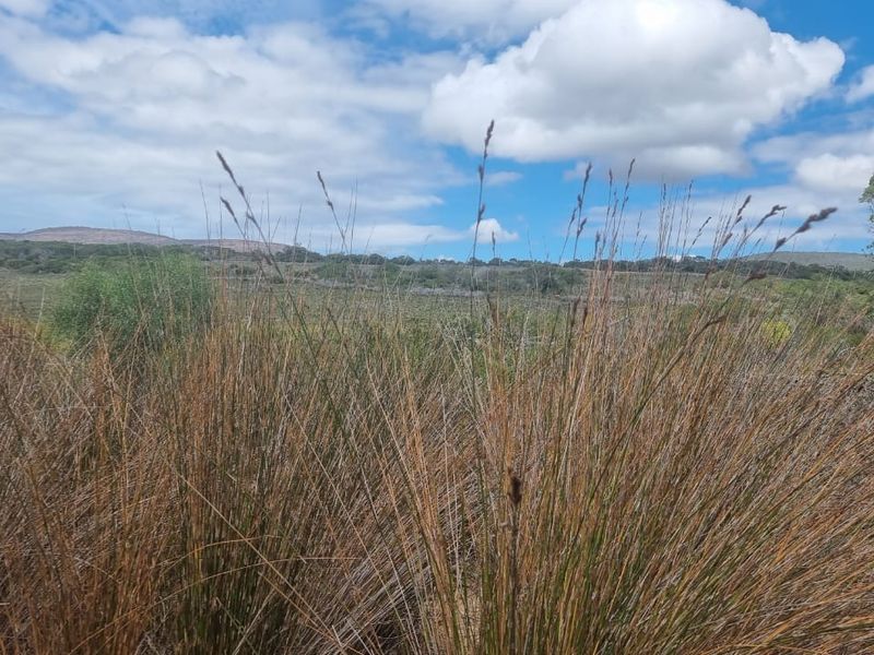 Farm situated in area soon to be developed - Photo 3