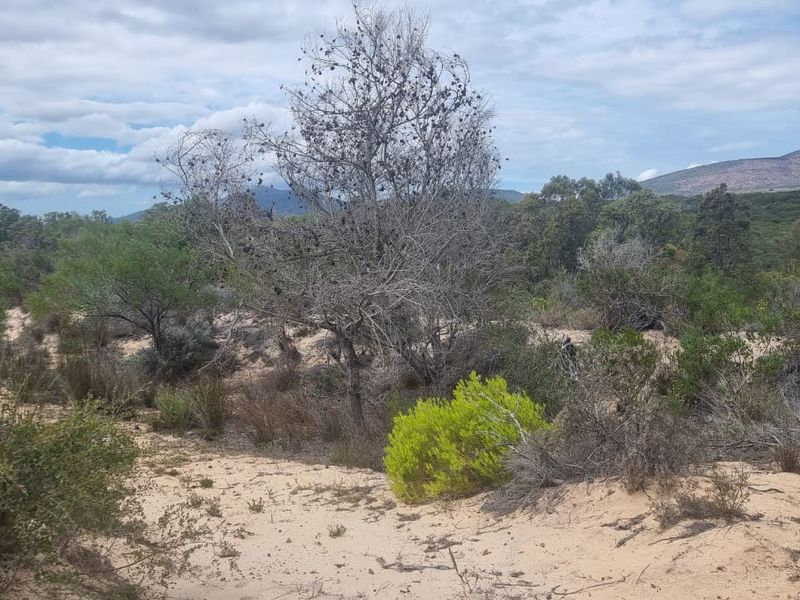 Farm situated in area soon to be developed - Photo 5