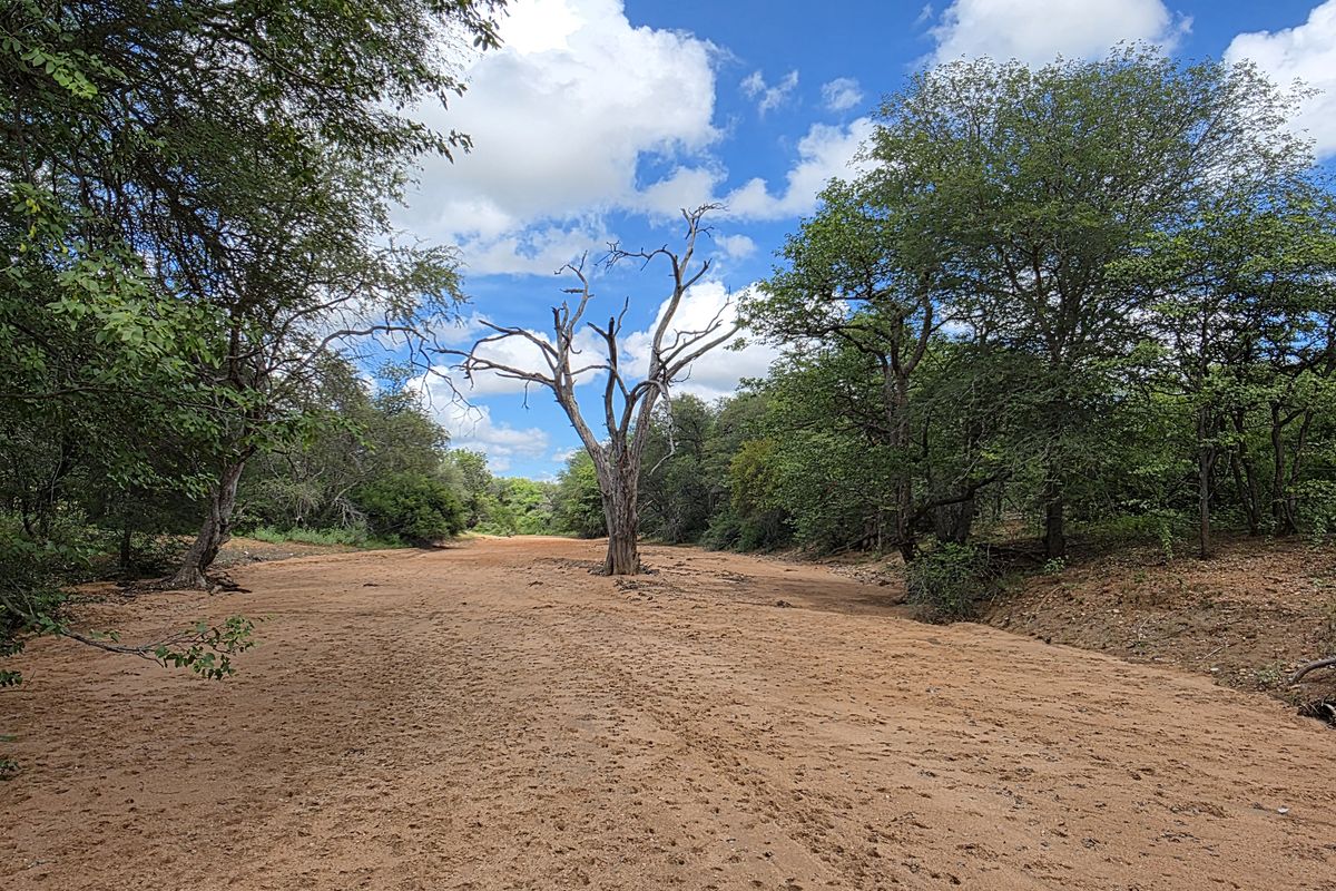 Mopanie Veld Game Farm – Exceptional Wildlife & Stunning Views - Photo 5