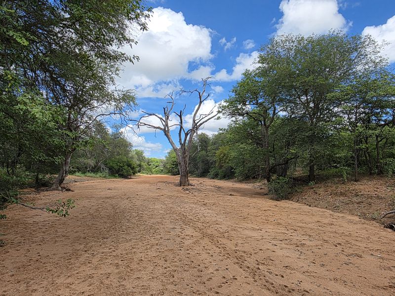 Mopanie Veld Game Farm – Exceptional Wildlife & Stunning Views - Photo 5