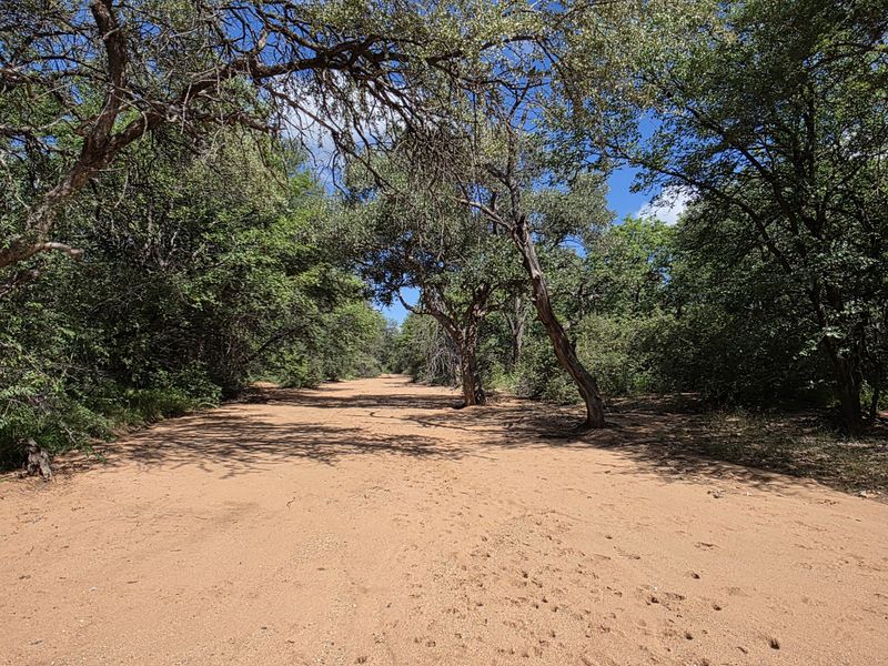 Mopanie Veld Game Farm – Exceptional Wildlife & Stunning Views - Photo 9