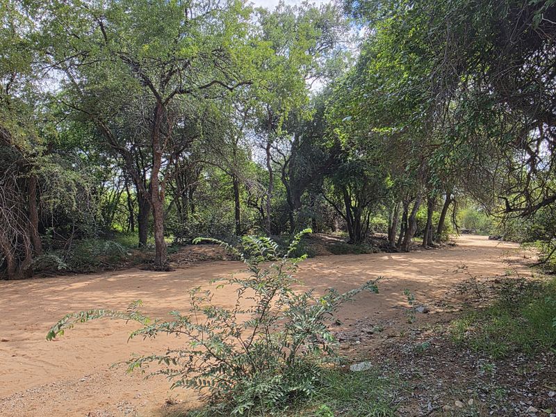 Mopanie Veld Game Farm – Exceptional Wildlife & Stunning Views - Photo 8