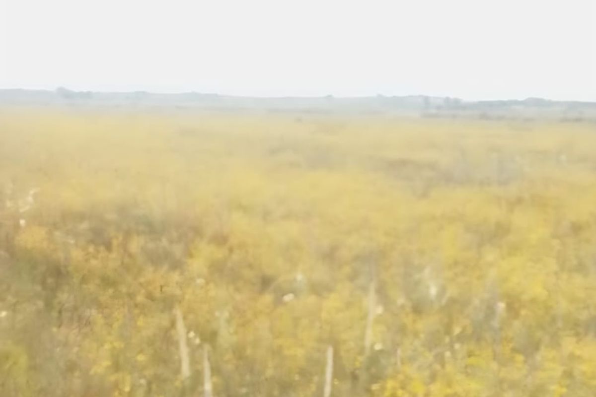 VACANT LAND FOR SALE IN KOPPIES – PEACEFUL COUNTRY LIVING! - Photo 2