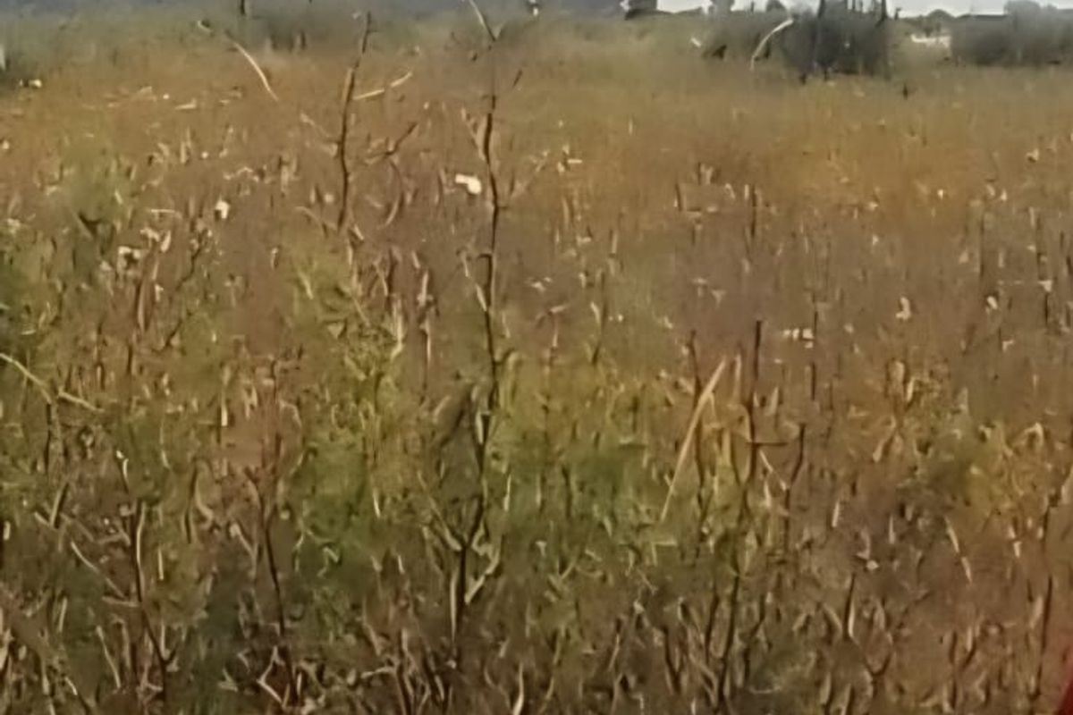 VACANT LAND FOR SALE IN KOPPIES – PEACEFUL COUNTRY LIVING! - Photo 3