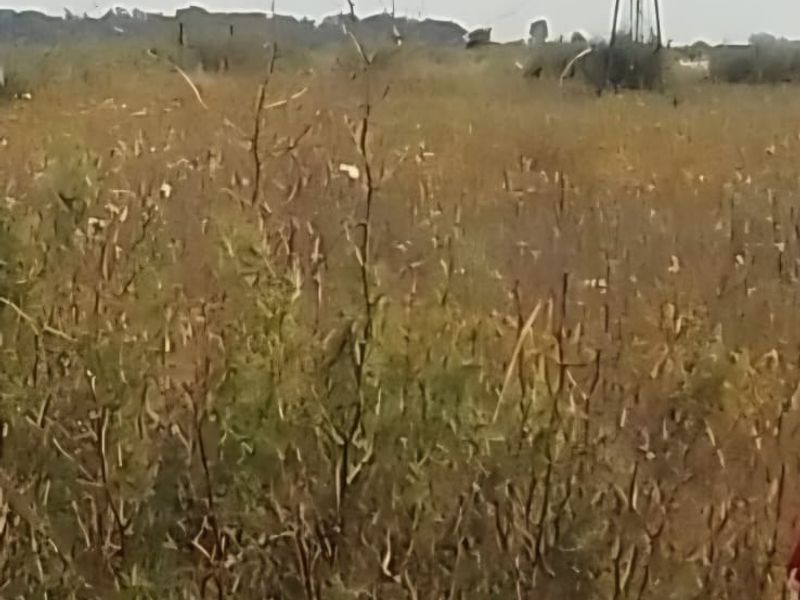 VACANT LAND FOR SALE IN KOPPIES – PEACEFUL COUNTRY LIVING! - Photo 3