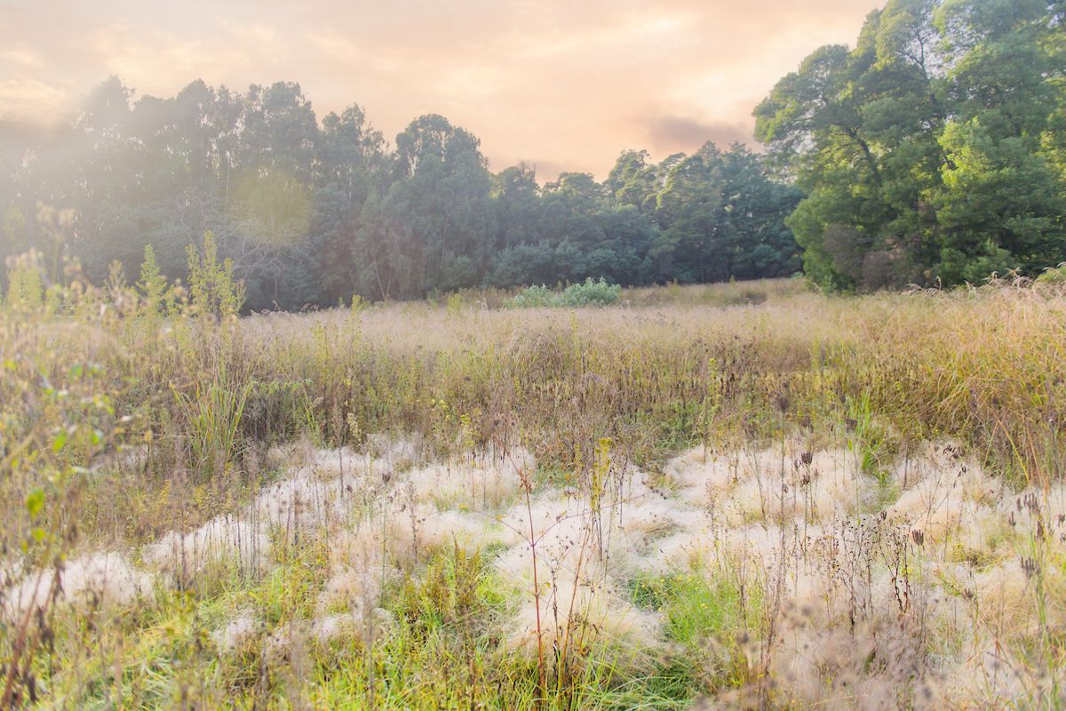 A view of a vacant residential land plot featuring natural vegetation, tall grasses, and mature trees under a soft sunset sky.