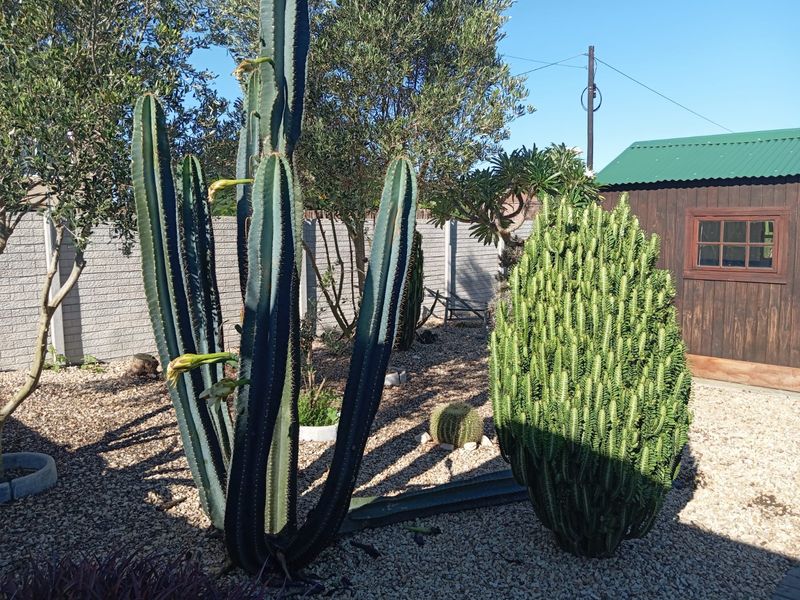 Tranquil Living Near the Sundays River – Pet-Friendly Family Home to Rent in Colchester - Photo 5