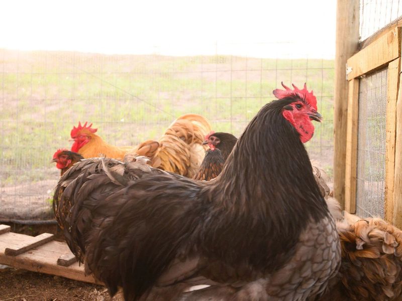 Farm Style Living on KZN North Coast Fairvew Estate Ballito - Photo 7