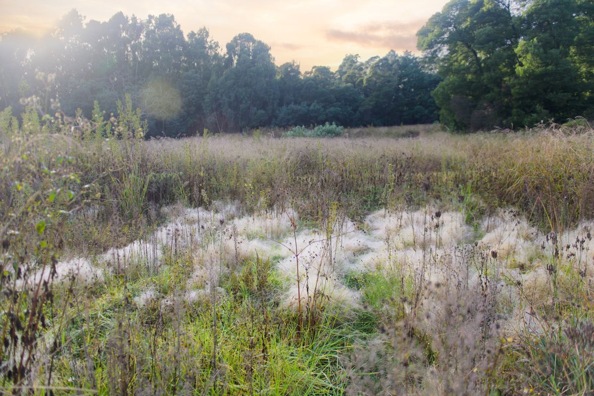 A view of a vacant residential land plot featuring natural vegetation and mature trees in the background.