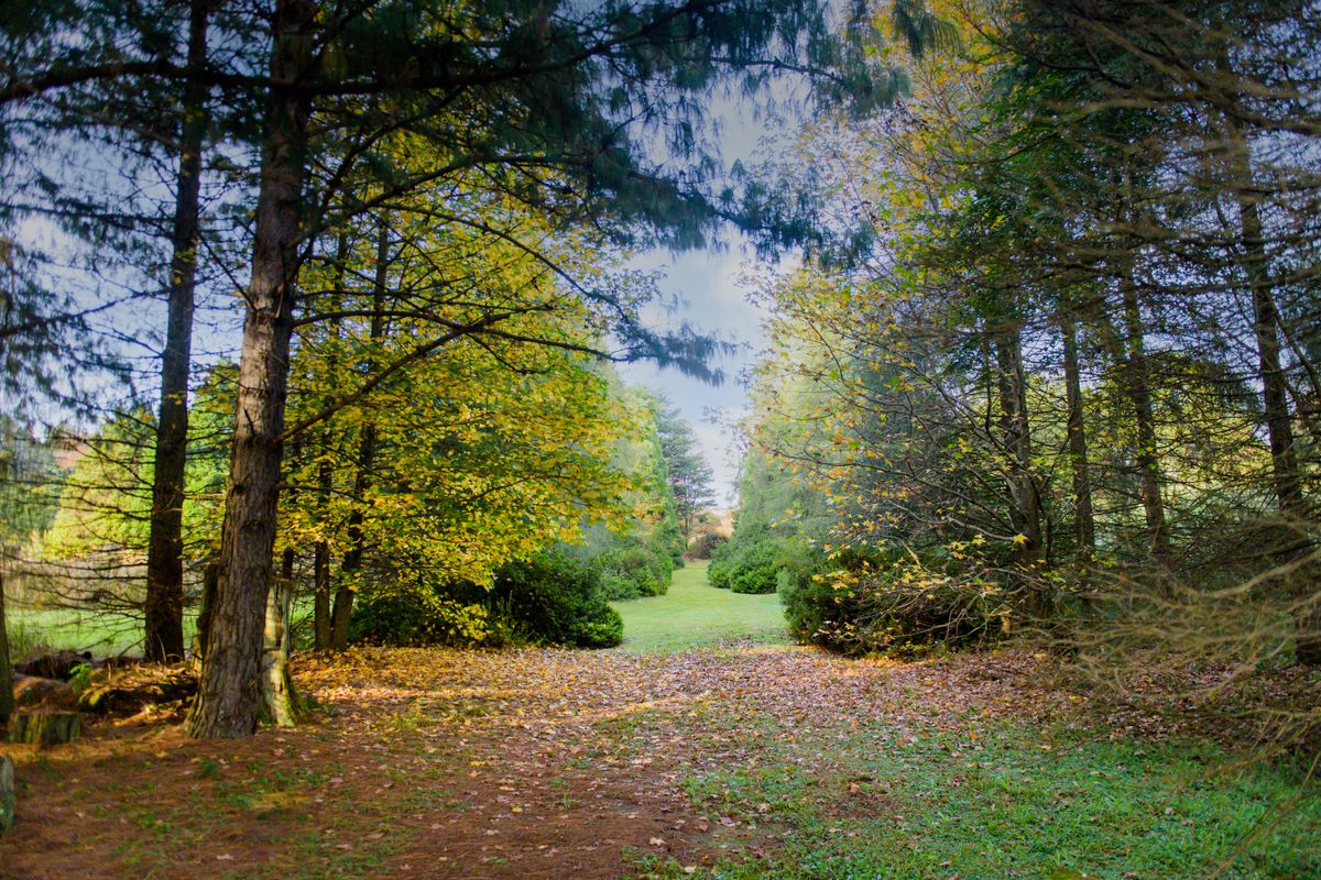 A scenic view of a wooded residential plot featuring mature trees and natural landscaping, offering a peaceful and private setting.