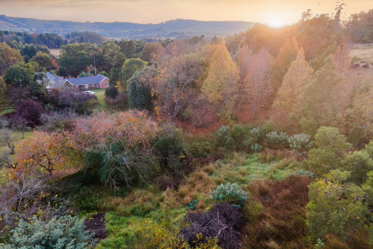 An elevated aerial view of a lush, wooded residential landscape at sunset, showcasing the natural terrain and surrounding greenery.