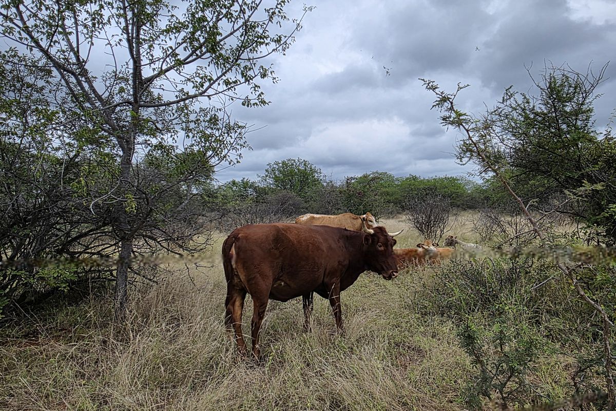 2973Ha Game & Cattle Farm for Sale | Musina / Alldays Area - Photo 3