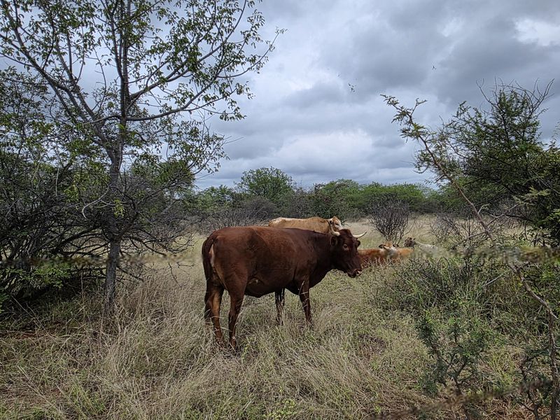 2973Ha Game & Cattle Farm for Sale | Musina / Alldays Area - Photo 3