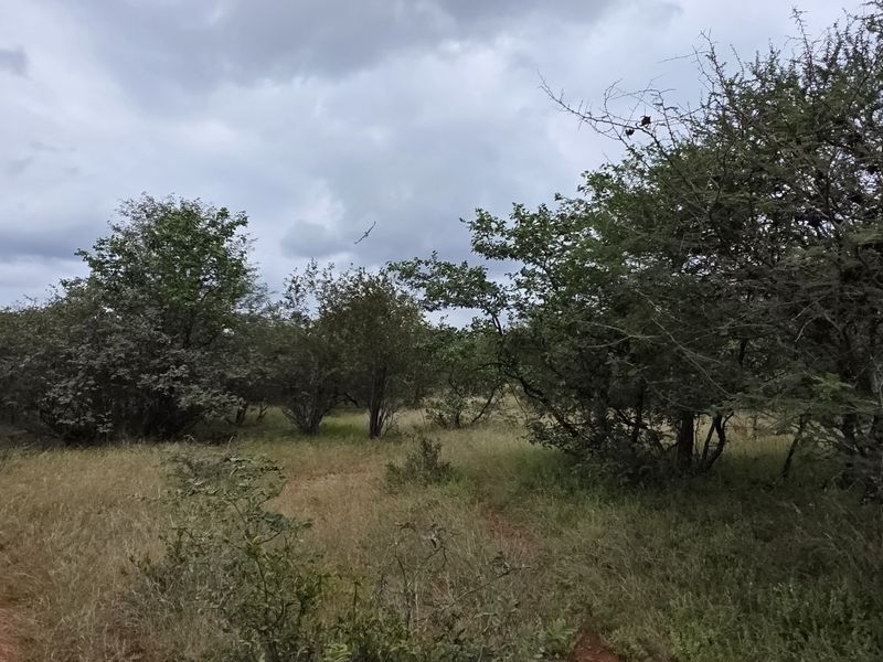 2973Ha Game & Cattle Farm for Sale | Musina / Alldays Area - Photo 10