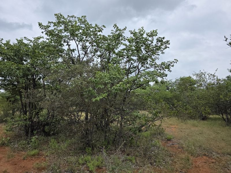 2973Ha Game & Cattle Farm for Sale | Musina / Alldays Area - Photo 8