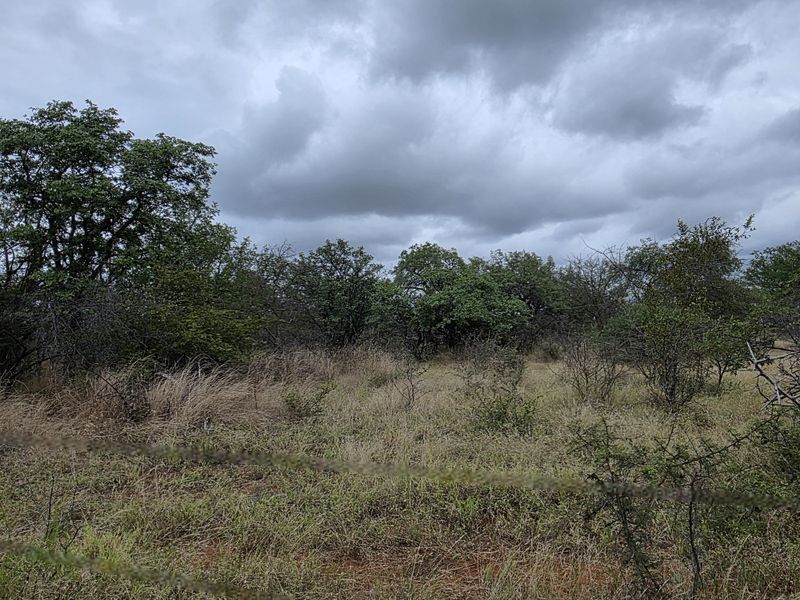 2973Ha Game & Cattle Farm for Sale | Musina / Alldays Area - Photo 9