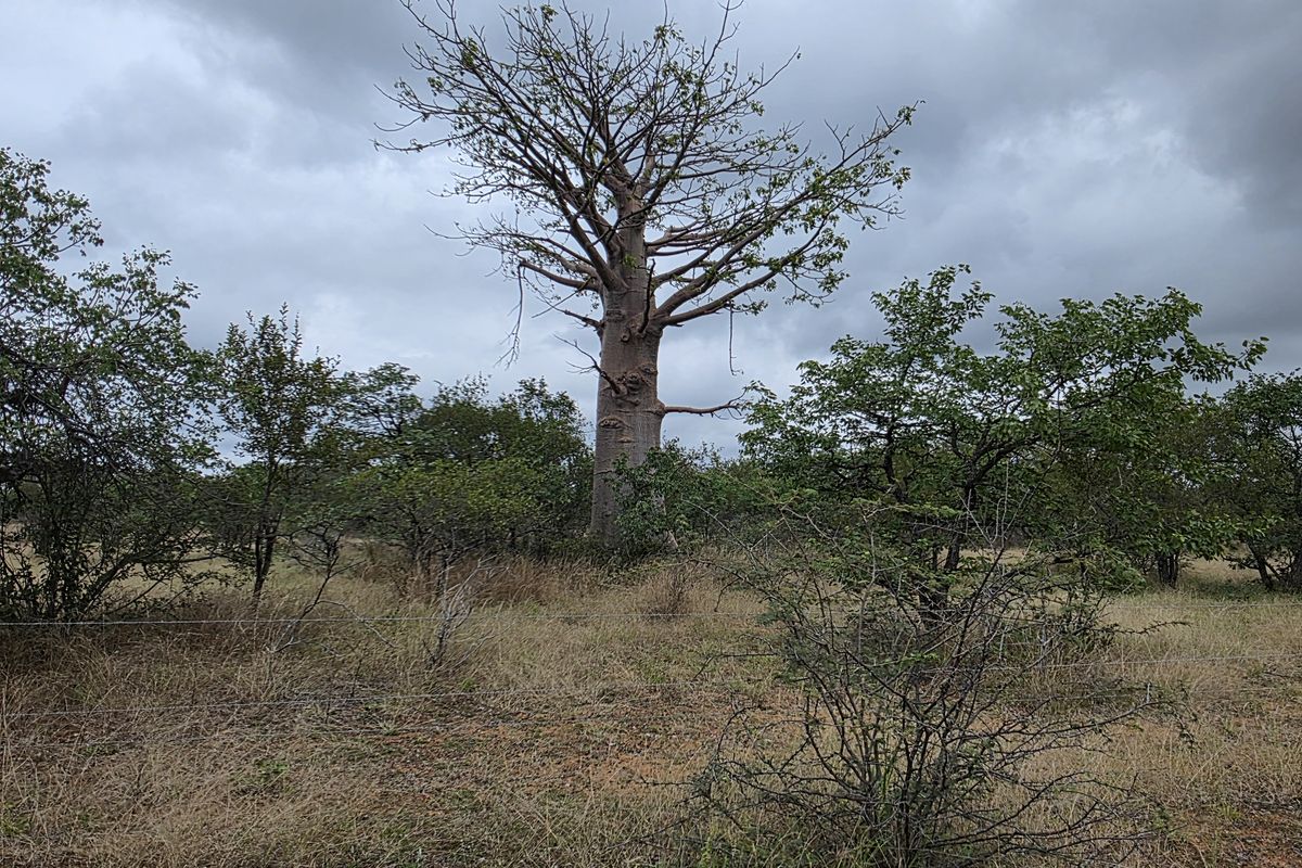 2973Ha Game & Cattle Farm for Sale | Musina / Alldays Area - Photo 2