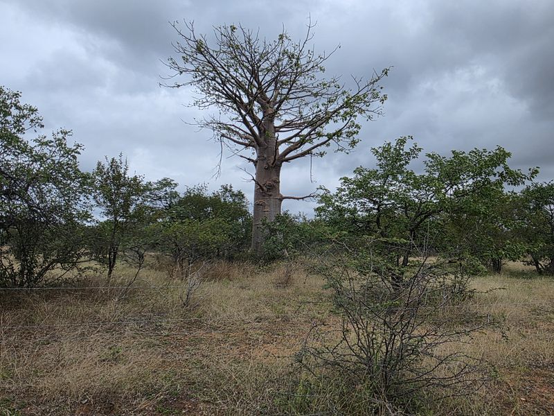 2973Ha Game & Cattle Farm for Sale | Musina / Alldays Area - Photo 2