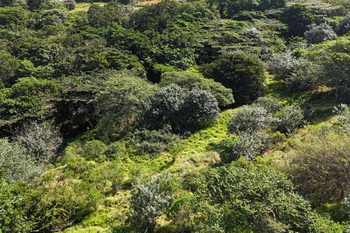 One of Simbithi’s Largest & Most Exclusive Vacant Stands with Dam Views - Photo 4