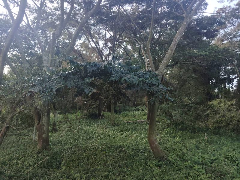 Exclusive Vacant Land in Seaton Estate, Ballito – Secure Your Coastal Lifestyle - Photo 9