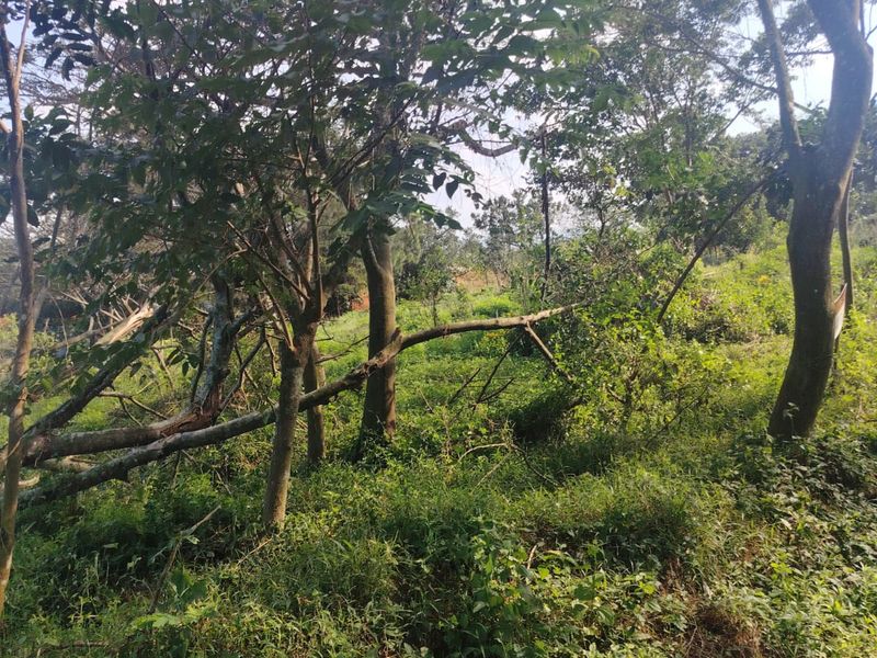 Prime Vacant Stand in Seaton Estate, Ballito – Where Coastal Luxury Meets Nature - Photo 9