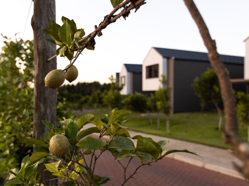 The Woods, Elaleni Coastal Forest Estate - Photo 8