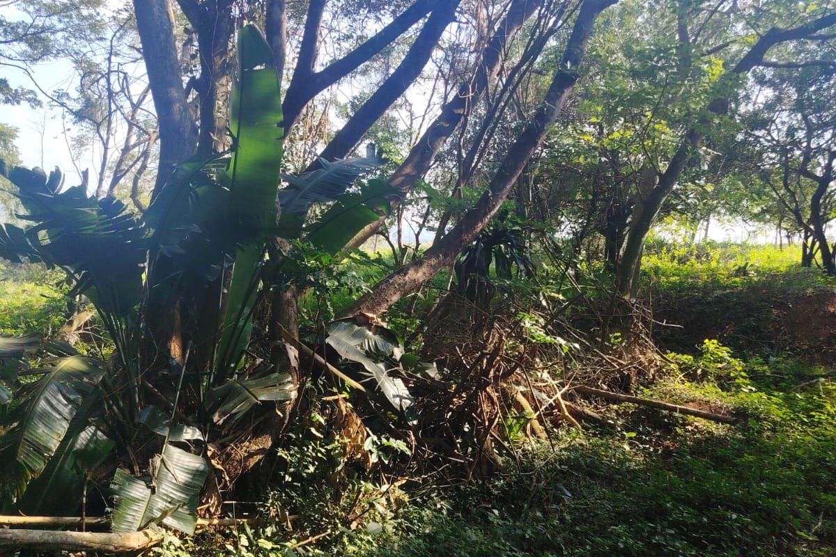 Prime Vacant Land for Sale in Seaton Estate – Create Your Luxury Coastal Lifestyle - Photo 4