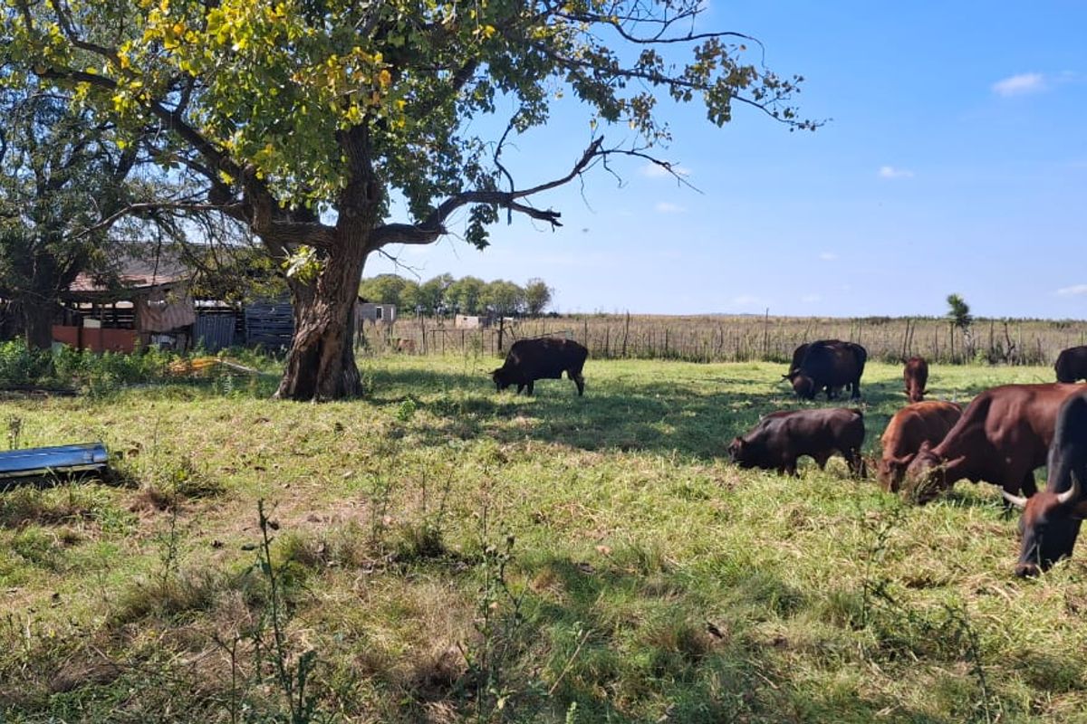 Off-Grid Lifestyle and Agricultural Opportunity - Photo 5