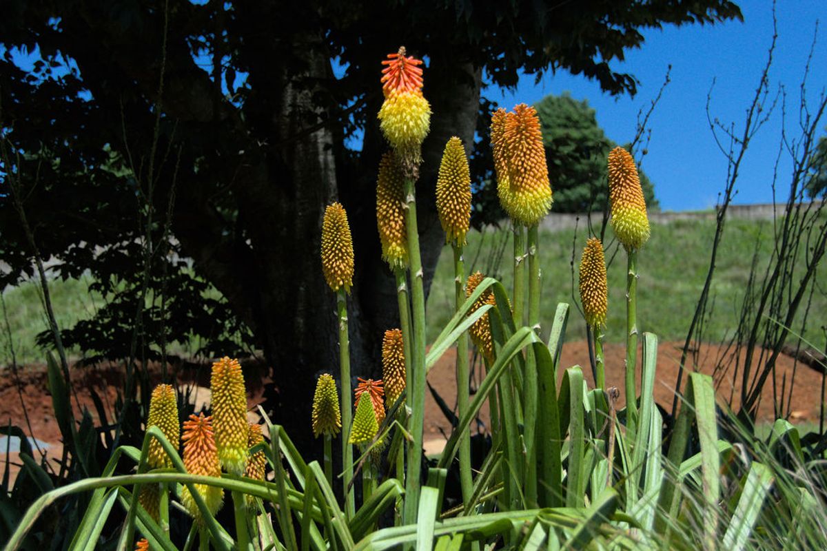 A close-up view of vibrant Kniphofia flowers in a landscaped garden setting on the residential property.