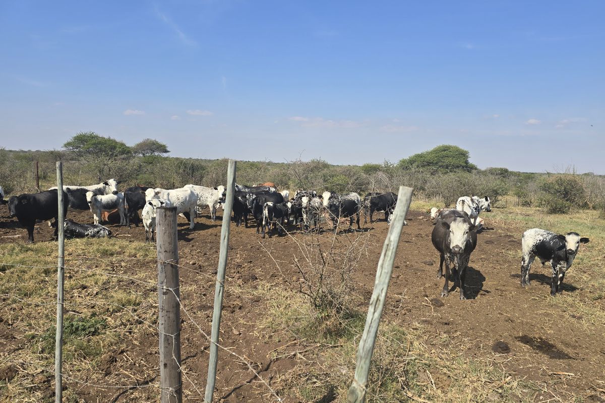Prime Livestock Farm for Sale - Photo 3