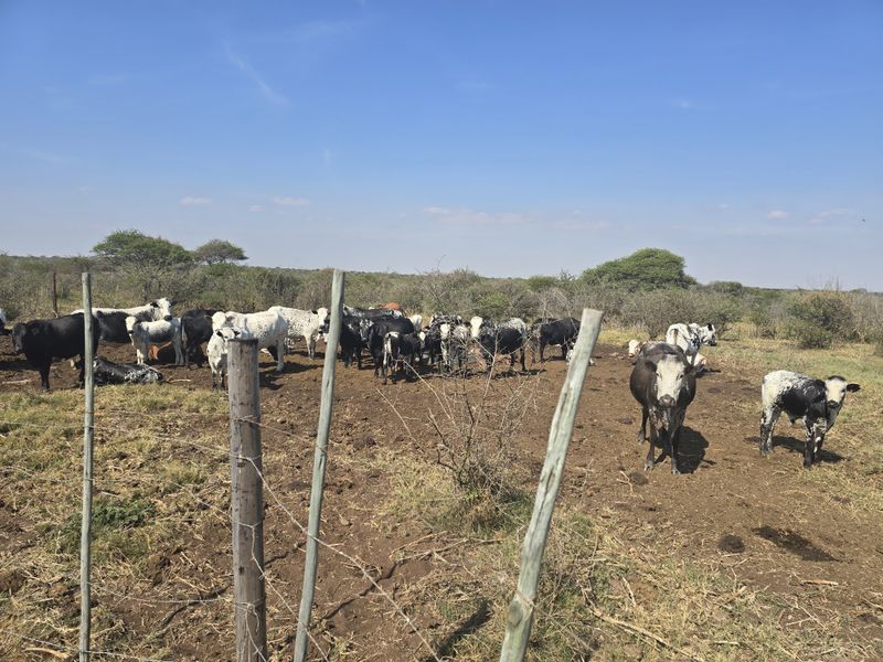 Prime Livestock Farm for Sale - Photo 3