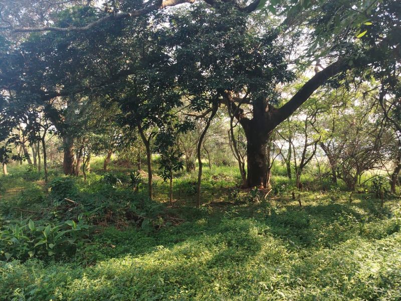 Build Your Dream Home in Prestigious Seaton Estate, Ballito - Photo 8