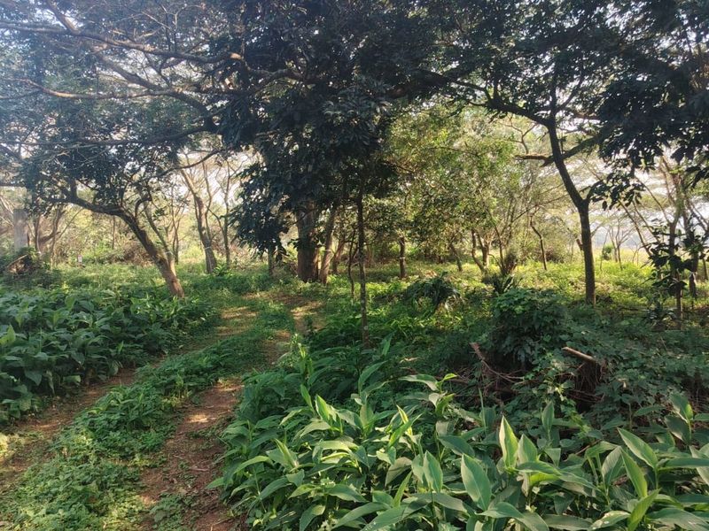 Build Your Dream Home in Prestigious Seaton Estate, Ballito - Photo 6