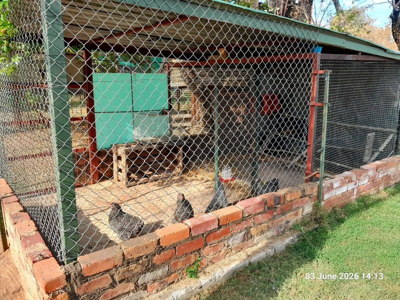 Very Neat House & Granny flat - Cattle Kraal - Pig sties - Sheep pen - Chicken coop - Photo 2
