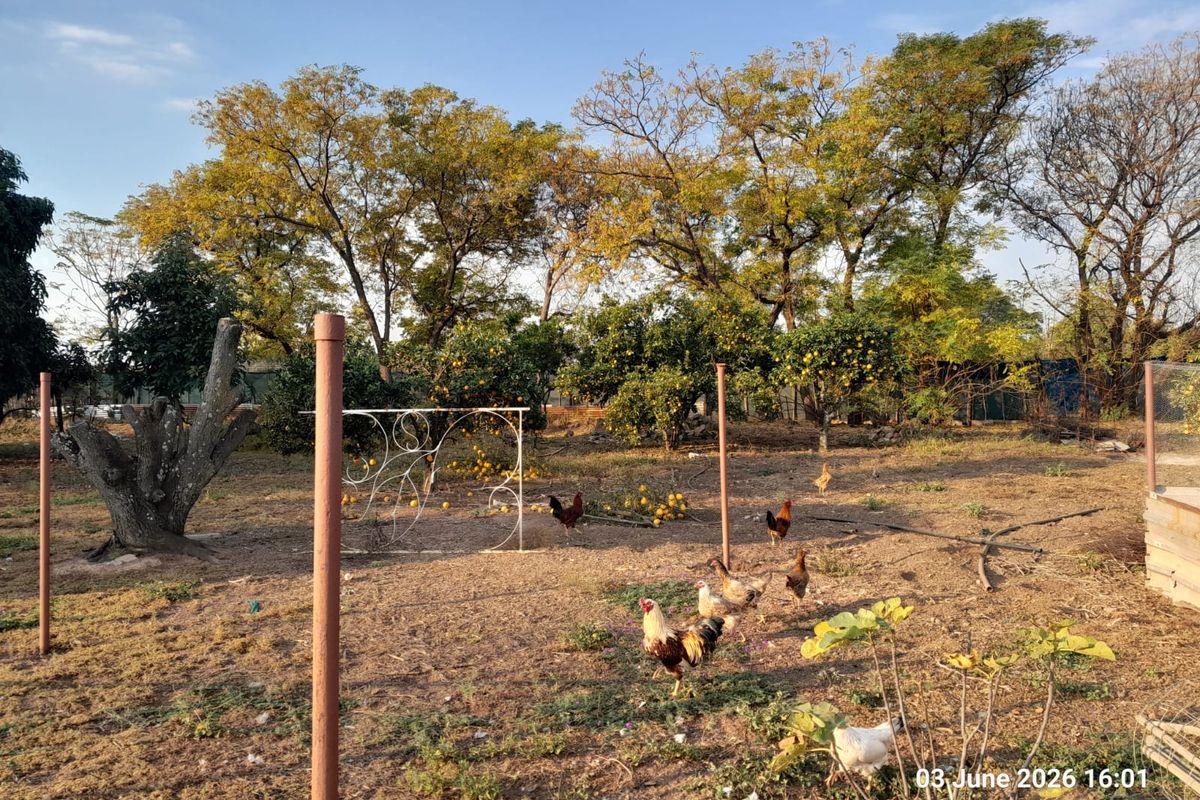 9.4ha Farm for Sale – Prime Location Near Wallmansthal N1 Tollgate. House & Ganny flat - Photo 2