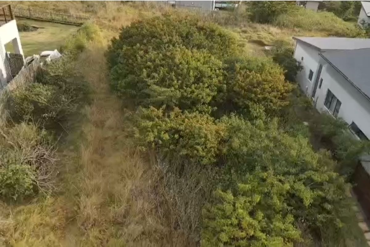 An aerial view of a vacant residential plot featuring dense, overgrown vegetation situated between existing neighboring properties.