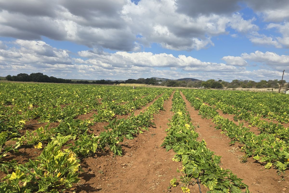 PRIME AGRICULTURAL FARM FOR SALE Mopani Area, Limpopo - Photo 2