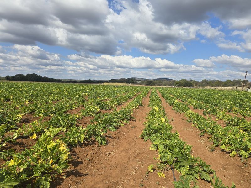 PRIME AGRICULTURAL FARM FOR SALE Mopani Area, Limpopo - Photo 2