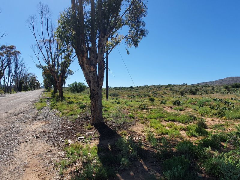 A view of the unpaved road frontage and natural landscape of the vacant residential land.