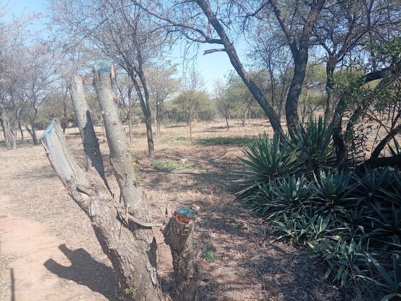 A natural outdoor garden area featuring mature trees and established agave plants on the farm property.