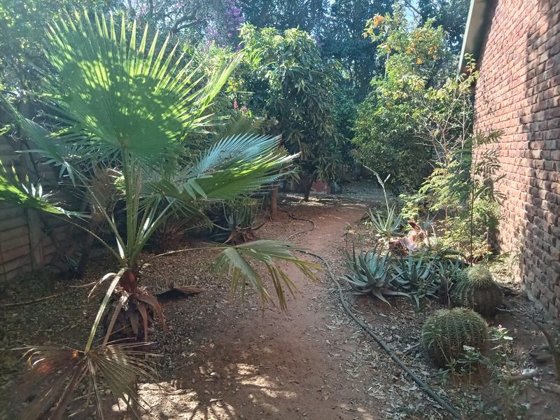 A side garden area featuring established trees, palm plants, and a brick exterior wall along the property boundary.