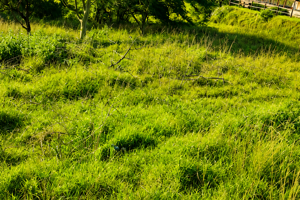 A view of a sloped, grassy residential plot featuring mature trees and surrounding neighborhood architecture.