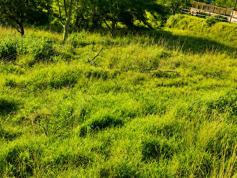 A view of a sloped, grassy residential plot featuring mature trees and surrounding neighborhood architecture.