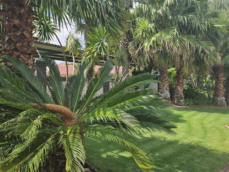 A well-maintained garden area featuring mature palm trees, a manicured lawn, and stone paving, providing a lush outdoor space.