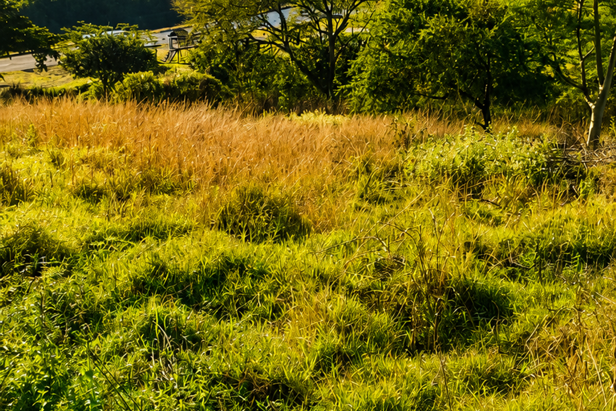 A scenic view of the vacant residential land featuring natural grass, mature trees, and rolling hills under a clear blue sky.